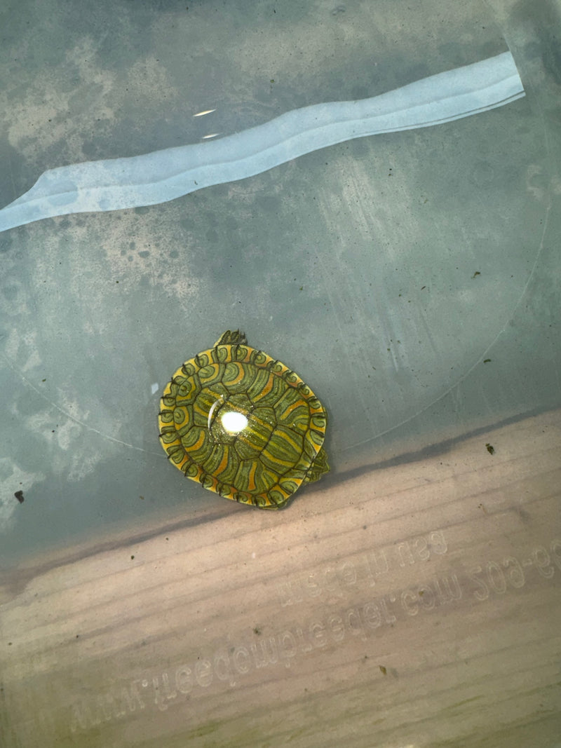 Hi Red Line Bred Pastel Red Eared Slider Turtle 2024