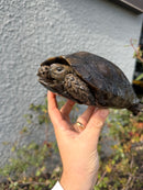Burmese Black Mountain Tortoise Female