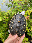 Ornate Diamondback Terrapin Female