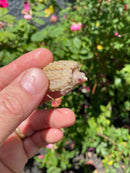 Albino Florida Snapping Turtle 2026