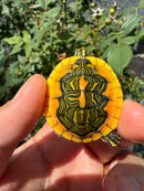Supernova Golden Flame Florida Red Bellied Turtle