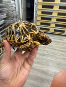 Sri Lankan Star Tortoise 2010