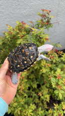 Ornate Diamondback Terrapin Female