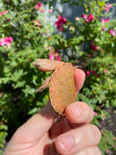 Hypo Peach Geoffroy's Sideneck Turtle