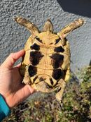 Eastern Hermann's Tortoise Adult Male