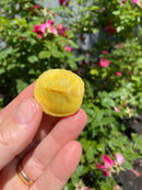 Albino Yellow Bellied Slider Turtle Male