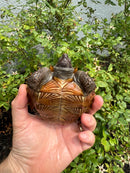 Spiny Hill Turtle CB 2025