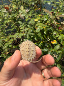 Albino Florida Snapping Turtle 2026