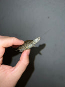 Hi White Concentric Diamondback Terrapin 2023