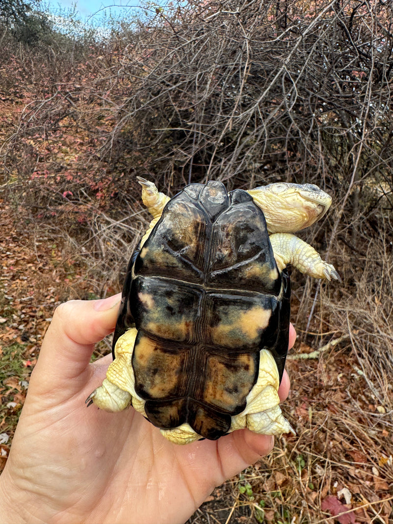 African Dwarf Mud Turtle Adult Female