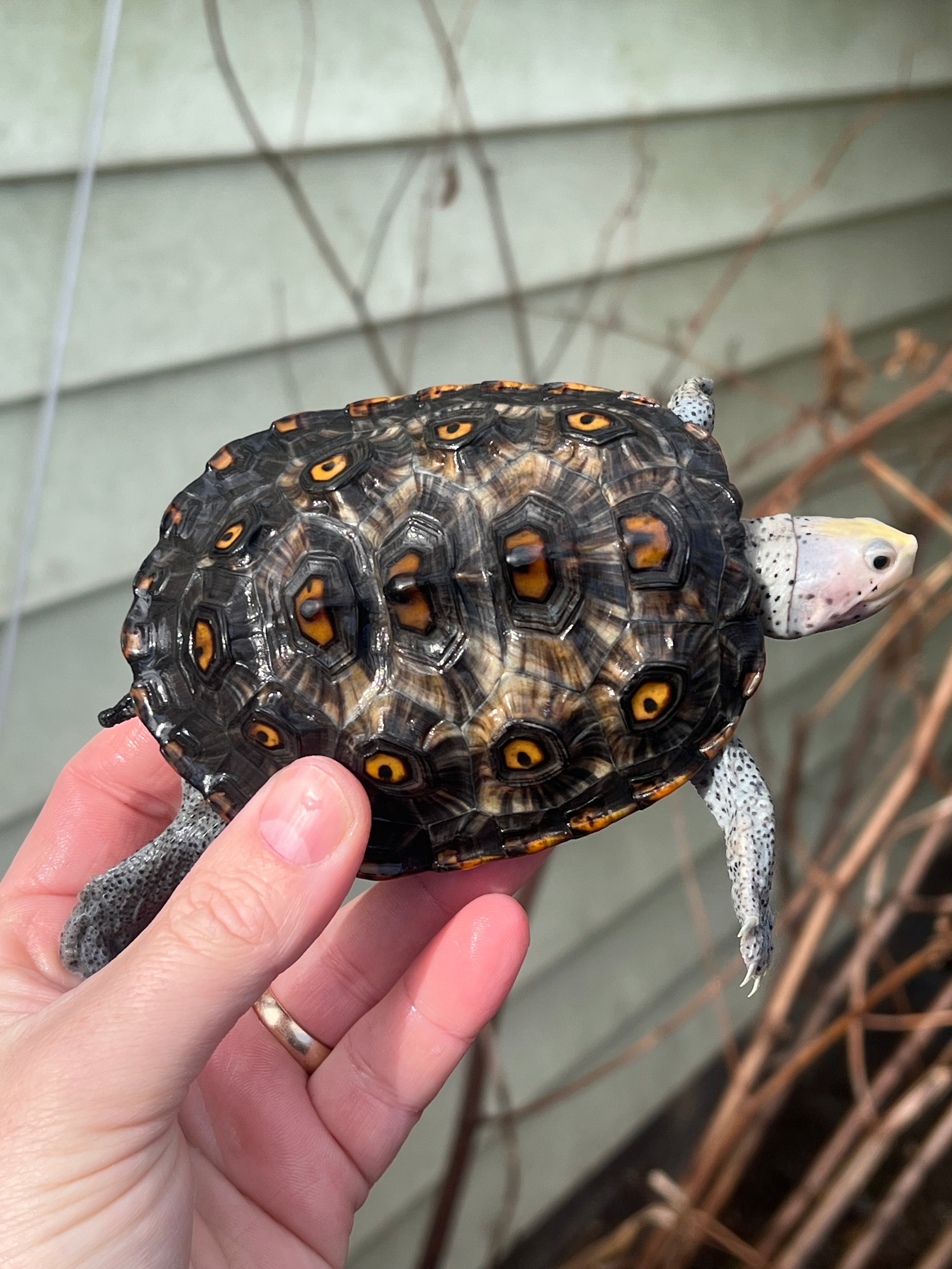 Ornate Diamondback Terrapin (Malaclemys terrapin) For Sale | American ...