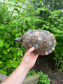 Pink Bellied Snapping Turtle Adults Female
