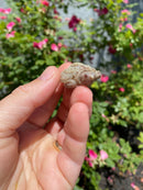 Albino Florida Snapping Turtle 2026