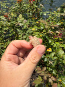 Albino Florida Snapping Turtle 2026