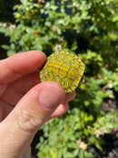 Mitch Clown Red Eared Slider Turtle
