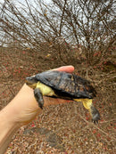 African Dwarf Mud Turtle Adult Female
