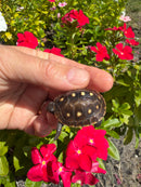 Hi Color Yellow Baby Eastern Box Turtle