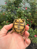 Pancake Tortoise Baby 2026