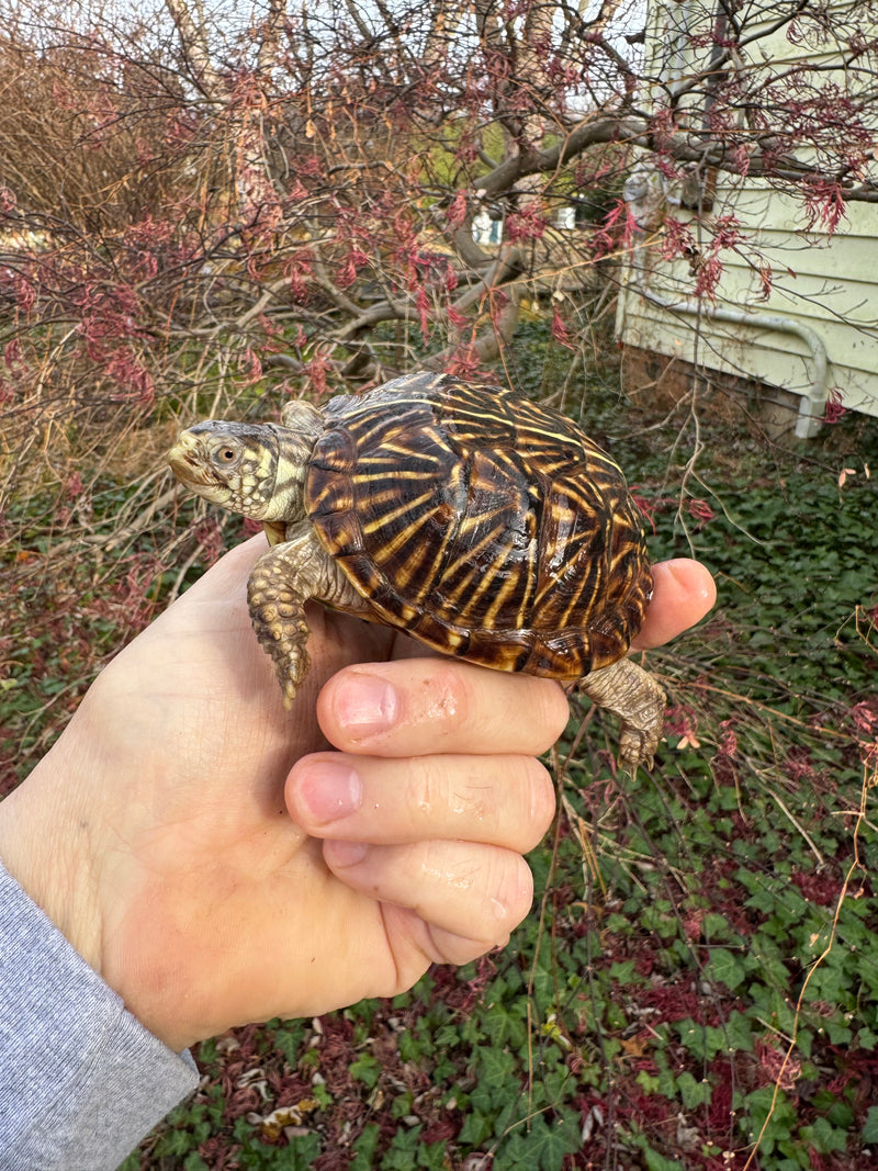 Desert Box Turtle Adult Female CB