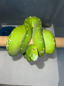 Aru Green Tree Python Male