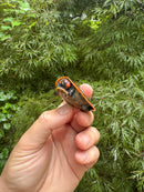 Red-headed Amazon River Turtle