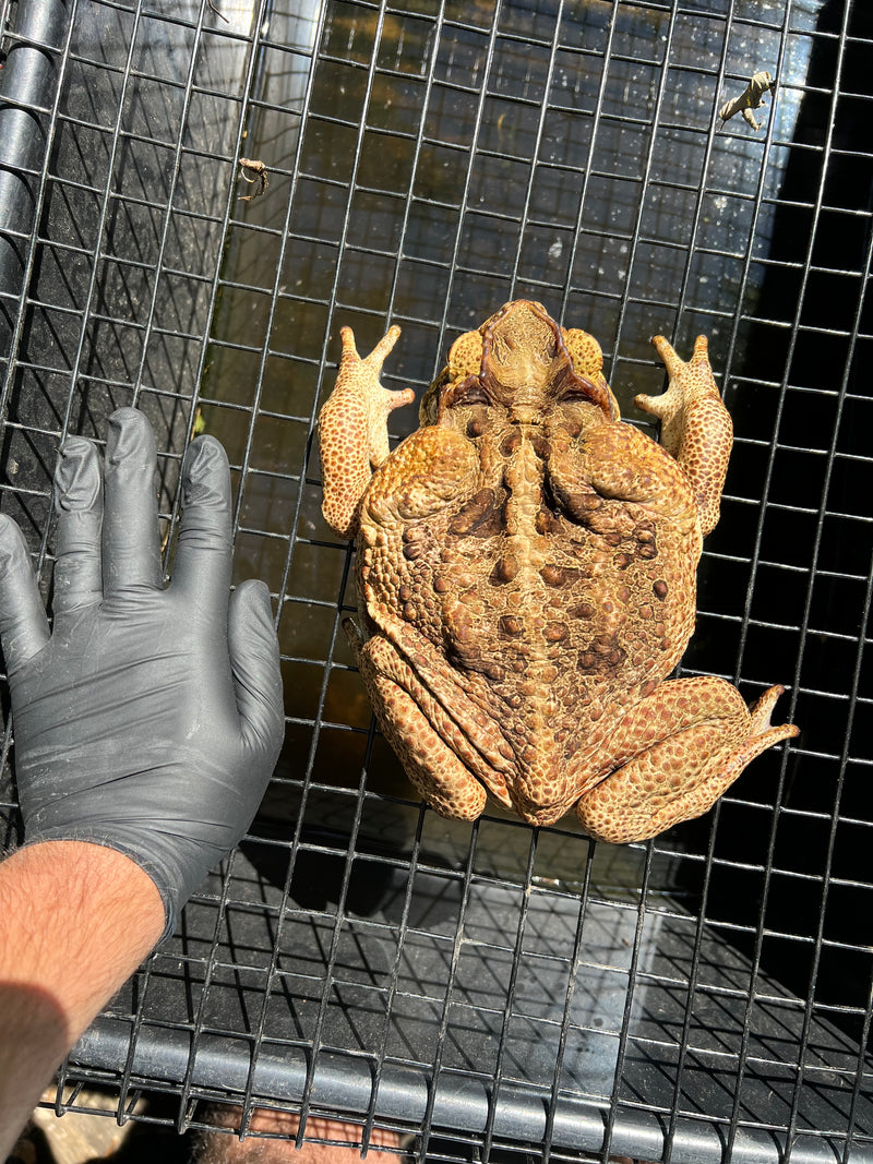 Suriname Giant Marine Toad Female