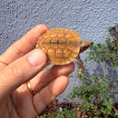 Vietnamese Three-striped Box Turtle