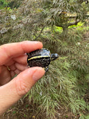 HI YELLOW Florida Box Turtle Baby 2024