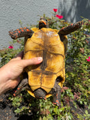 Red Foot Tortoise Adult Female
