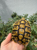 Eastern Hermann's Tortoise Adult Female