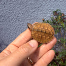 Vietnamese Three-striped Box Turtle