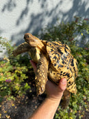Hi White Leopard Tortoise Female