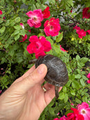 Aldabra Tortoise USA CB 2026
