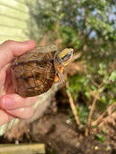 Golden Coin Box Turtle 2023