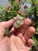Albino Florida Snapping Turtle 2026