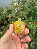 Albino T+ Penninsula Cooter Turtle 2026