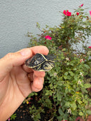 HI YELLOW Florida Box Turtle
