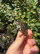 Indian Pink Ringed Tent Turtle