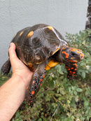 Red Foot Tortoise Adult Male