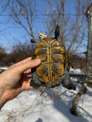 Adult Concentric Diamondback Terrapin Female