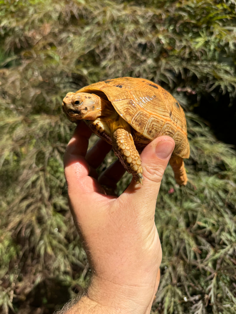 Syrian Golden Greek Tortoise Pair