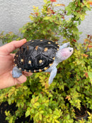 Ornate Diamondback Terrapin Male