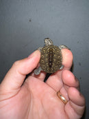 Concentric Diamondback Terrapin 2023 (Malaclemys terrapin)