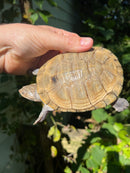Leucistic African Helmeted Turtle Adult Pair