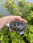 Ornate Flowerback Diamondback Terrapin Female