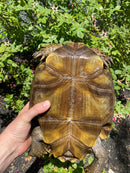 Burmese Brown Mountain Tortoise Female