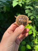 Pancake Tortoise Baby