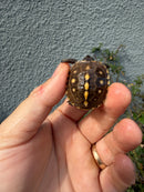 Hi Color Eastern Box Turtle Baby