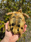 Libyan Greek Tortoise Adult Female