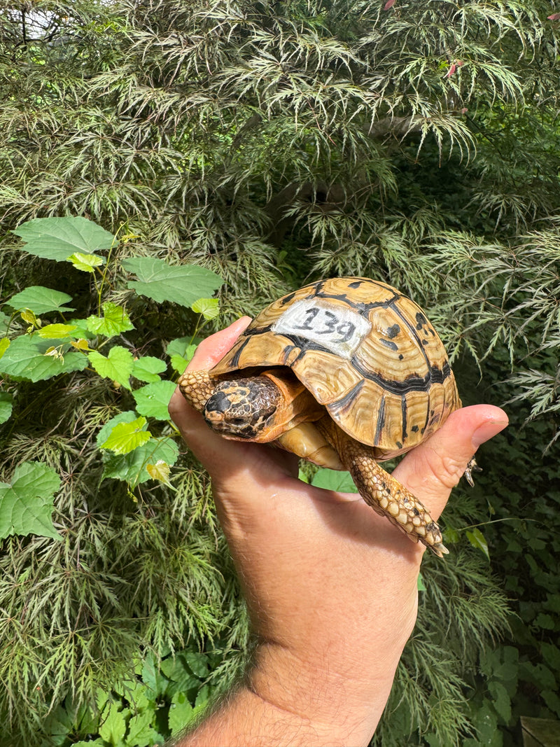 Libyan Greek Tortoise Adult Male